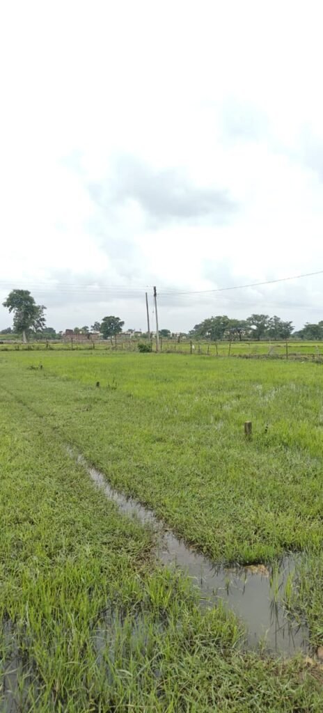 Commercial Plot for Sale Amatalab Road Dhamtari – 220 Sq.Ft.