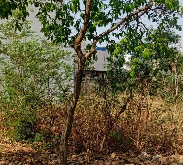 Residential Plot for Sale Amaltas Puram Colony Dhamtari